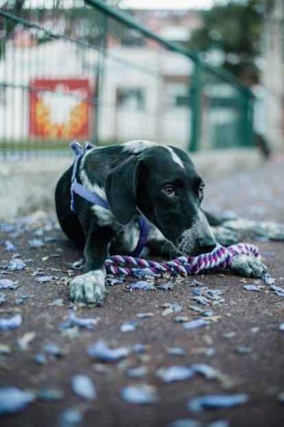 guide dog in harness
